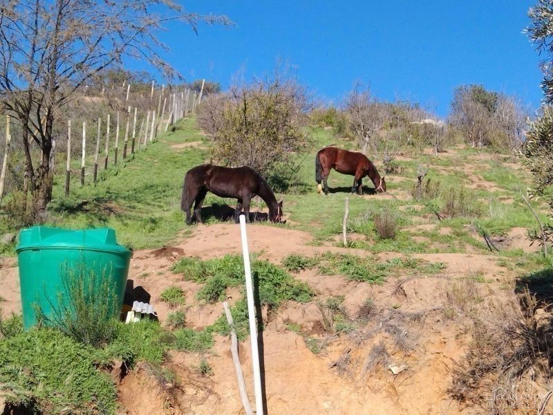 PARCELA 5.000 M2 EN CAMARICO ALTO, LA VEGA, OLMUE